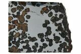 Polished Sericho Pallasite Meteorite ( g) Slice - Kenya #313673-1